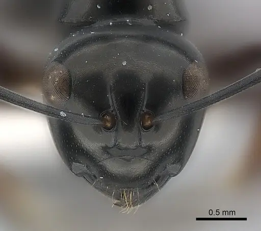 Polyrhachis dorowi specimen CASENT0217427 image casent0217427_2