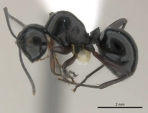 Polyrhachis dorowi specimen CASENT0217427 image casent0217427_3