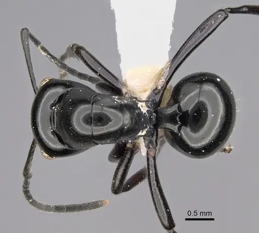 Polyrhachis dorowi specimen CASENT0887805 image casent0887805_1