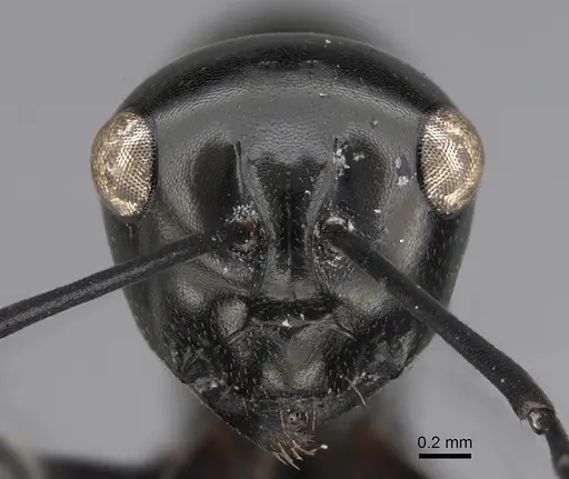 Polyrhachis dorowi specimen CASENT0887805 image casent0887805_2