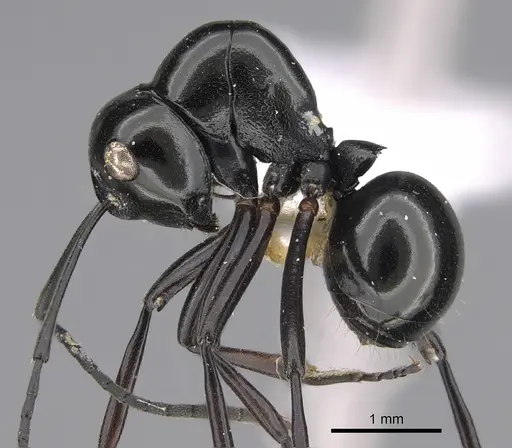 Polyrhachis dorowi specimen CASENT0887805 image casent0887805_3