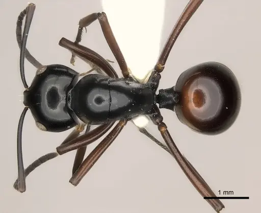 Polyrhachis dorsena specimen CASENT0217428 image casent0217428_1