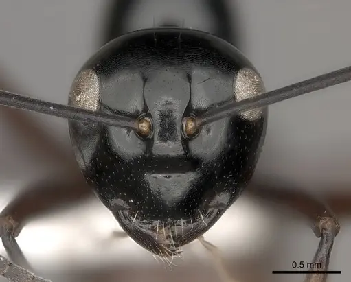 Polyrhachis dorsena specimen CASENT0217428 image casent0217428_2