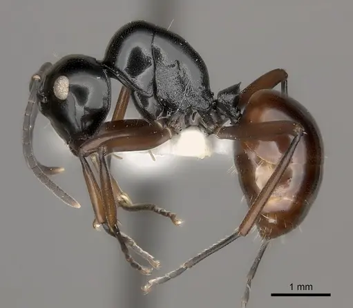 Polyrhachis dorsena specimen CASENT0217428 image casent0217428_3