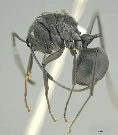 Polyrhachis doudou specimen CASENT0752825 image casent0752825_1