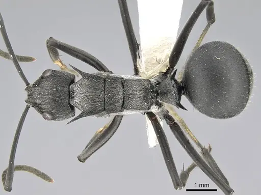 Polyrhachis doudou specimen CASENT0919958 image casent0919958_1