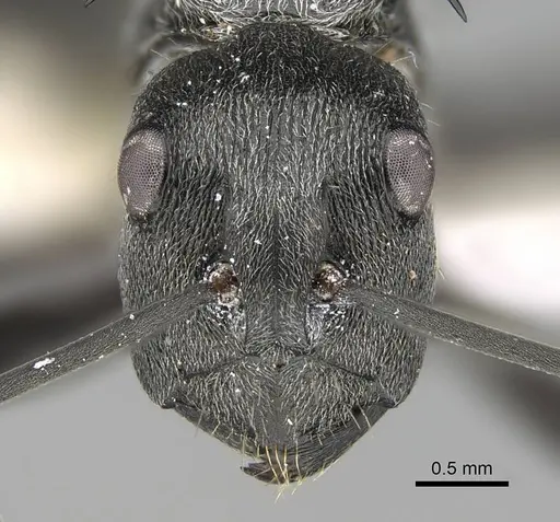 Polyrhachis doudou specimen CASENT0919958 image casent0919958_2