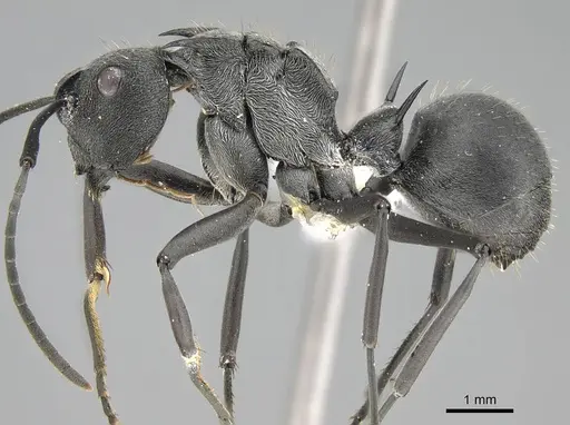 Polyrhachis doudou specimen CASENT0919958 image casent0919958_3