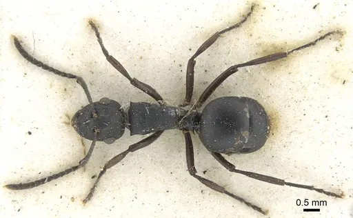 Polyrhachis durbanensis specimen CASENT0906839 image casent0906839_1