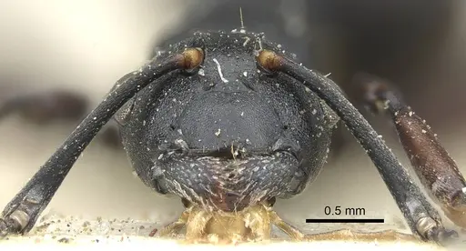 Polyrhachis durbanensis specimen CASENT0906839 image casent0906839_2