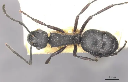 Polyrhachis durbanensis specimen CASENT0910944 image casent0910944_1