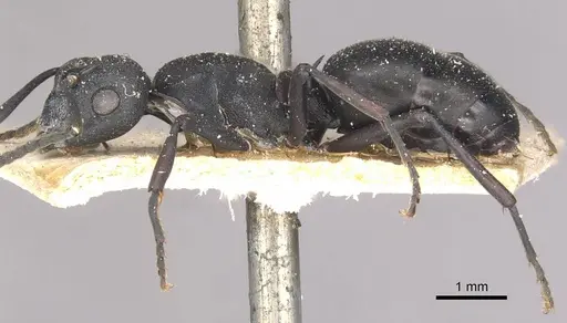 Polyrhachis durbanensis specimen CASENT0910944 image casent0910944_3