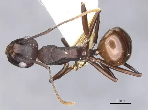 Polyrhachis durvillei specimen CASENT0903329 image casent0903329_1