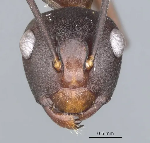 Polyrhachis durvillei specimen CASENT0903329 image casent0903329_2