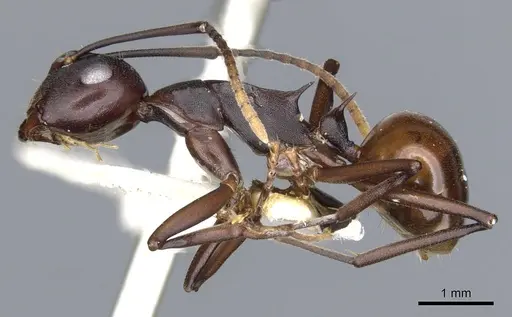 Polyrhachis durvillei specimen CASENT0903329 image casent0903329_3