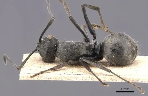 Polyrhachis edentula specimen CASENT0905571 image casent0905571_1