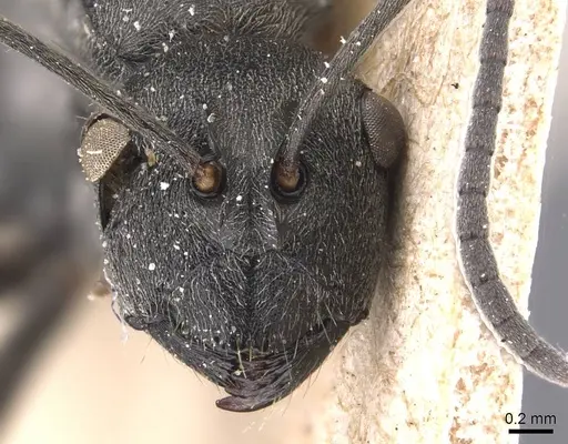 Polyrhachis edentula specimen CASENT0905571 image casent0905571_2