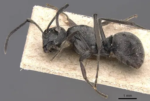 Polyrhachis edentula specimen CASENT0905571 image casent0905571_3