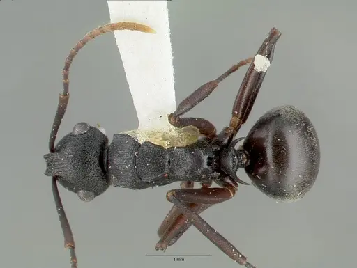 Polyrhachis edwardi specimen CASTYPE06944 image castype06944_1