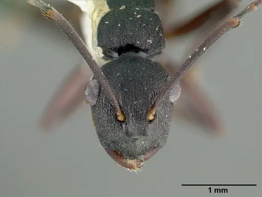 Polyrhachis edwardi specimen CASTYPE06944 image castype06944_3