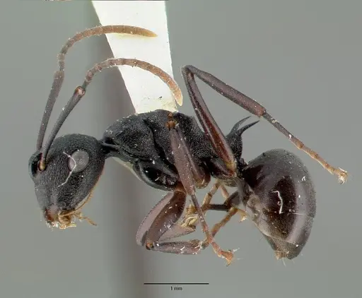 Polyrhachis edwardi specimen CASTYPE06944 image castype06944_4