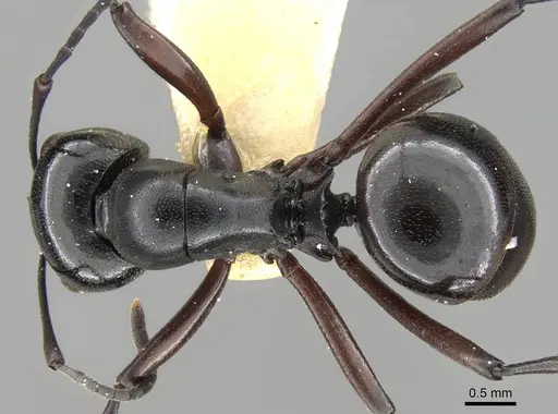 Polyrhachis emeryana specimen CASENT0906791 image casent0906791_1
