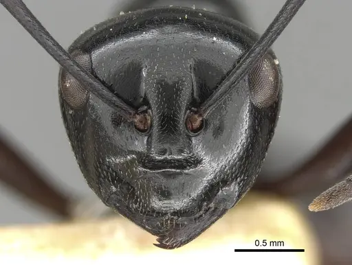 Polyrhachis emeryana specimen CASENT0906791 image casent0906791_2