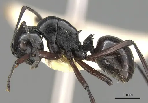 Polyrhachis emeryana specimen CASENT0906791 image casent0906791_3