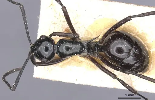 Polyrhachis emmae specimen CASENT0912150 image casent0912150_1