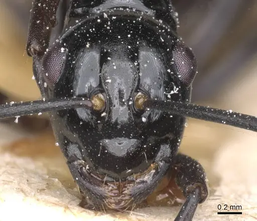 Polyrhachis emmae specimen CASENT0912150 image casent0912150_2