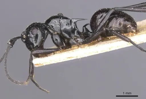 Polyrhachis emmae specimen CASENT0912150 image casent0912150_3