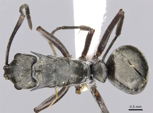 Polyrhachis empesoi specimen CASENT0906811 image casent0906811_1
