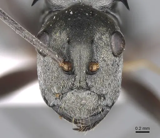 Polyrhachis empesoi specimen CASENT0906811 image casent0906811_2