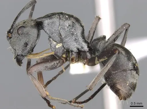 Polyrhachis empesoi specimen CASENT0906811 image casent0906811_3