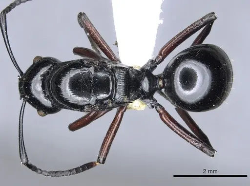 Polyrhachis enigma specimen CASENT0903317 image casent0903317_1