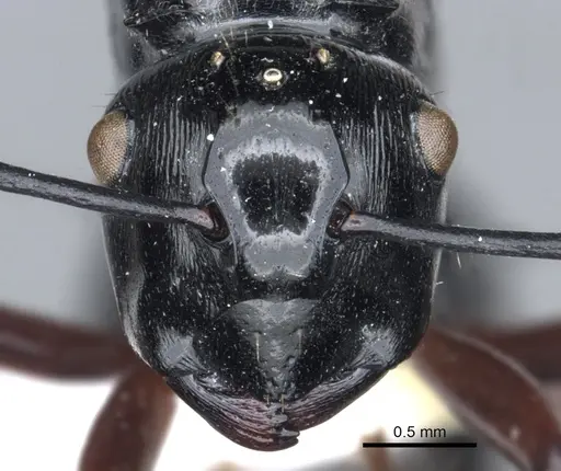 Polyrhachis enigma specimen CASENT0903317 image casent0903317_2
