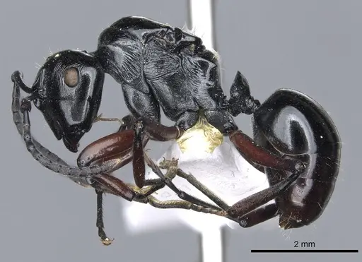 Polyrhachis enigma specimen CASENT0903317 image casent0903317_3