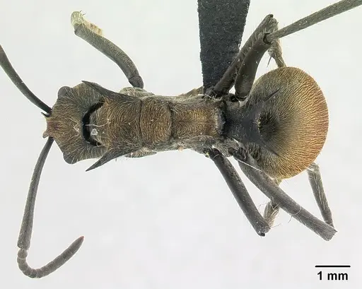 Polyrhachis epinotalis specimen CASENT0178253 image casent0178253_1