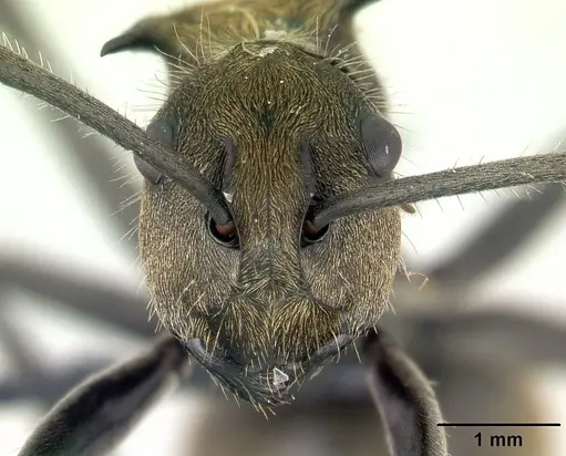 Polyrhachis epinotalis specimen CASENT0178253 image casent0178253_2
