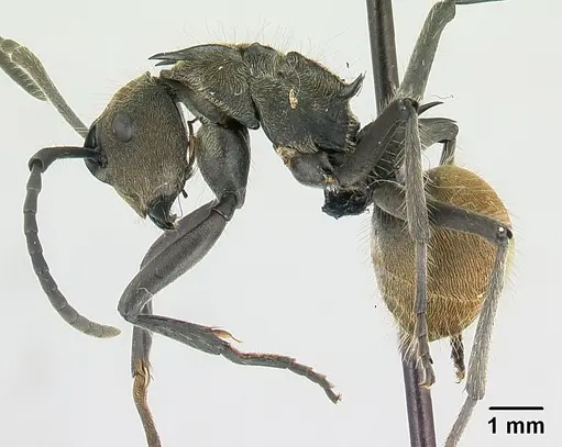 Polyrhachis epinotalis specimen CASENT0178253 image casent0178253_3