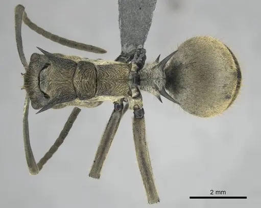 Polyrhachis epinotalis specimen CASENT0250038 image casent0250038_1