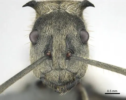 Polyrhachis epinotalis specimen CASENT0250038 image casent0250038_2
