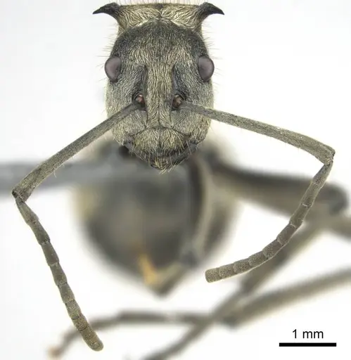 Polyrhachis epinotalis specimen CASENT0250038 image casent0250038_3