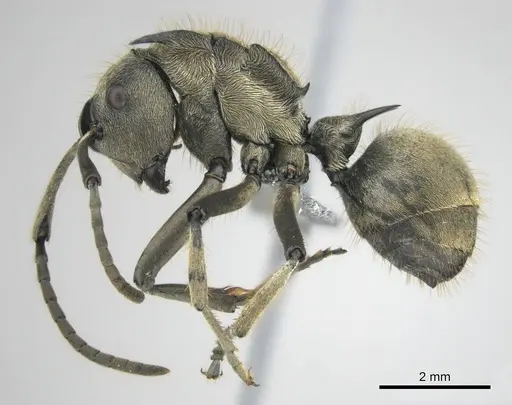Polyrhachis epinotalis specimen CASENT0250038 image casent0250038_4