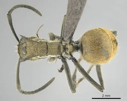 Polyrhachis epinotalis specimen CASENT0815029 image casent0815029_1