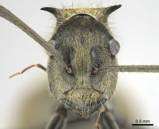 Polyrhachis epinotalis specimen CASENT0815029 image casent0815029_2