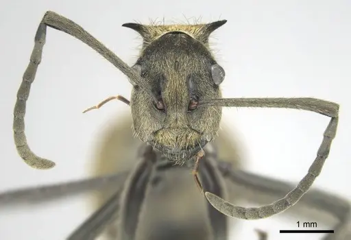 Polyrhachis epinotalis specimen CASENT0815029 image casent0815029_3