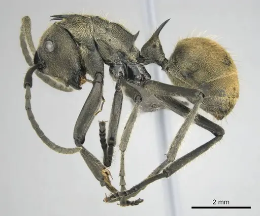 Polyrhachis epinotalis specimen CASENT0815029 image casent0815029_4