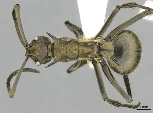 Polyrhachis epinotalis specimen CASENT0906820 image casent0906820_1