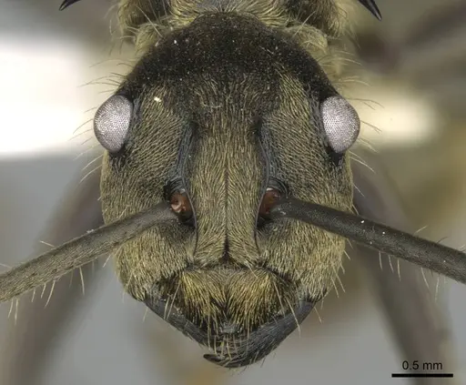 Polyrhachis epinotalis specimen CASENT0906820 image casent0906820_2
